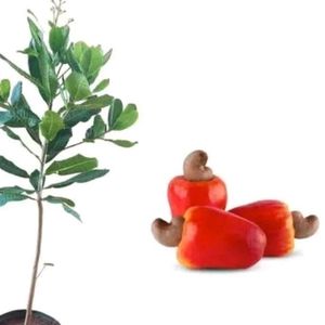 10 Sementes caju cajueiro Ana